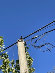 Sturnus vulgaris