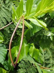 Pentalinon luteum