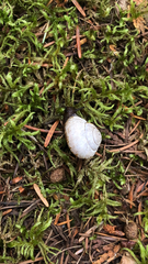 Allogona ptychophora