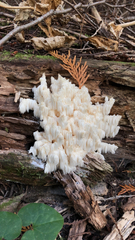 Hericium americanum