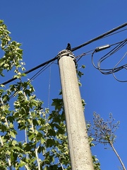 Sturnus vulgaris