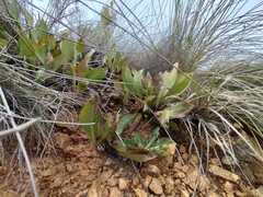 Protea acaulos