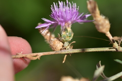 Centaurea glaberrima divergens