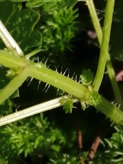 Urtica dioica