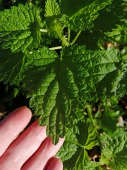 Urtica dioica