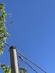 Sturnus vulgaris