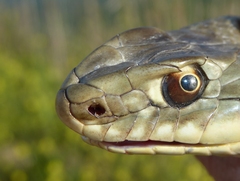 Malpolon monspessulanus