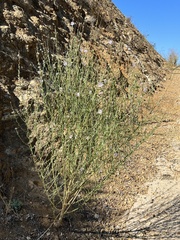 Stephanomeria diegensis