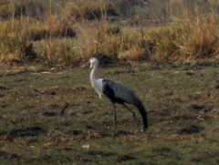 Bugeranus carunculatus