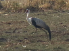 Bugeranus carunculatus