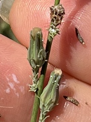 Stephanomeria diegensis