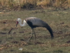 Bugeranus carunculatus