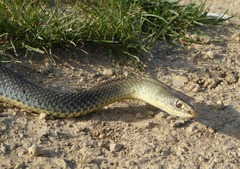 Malpolon monspessulanus