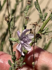 Stephanomeria diegensis