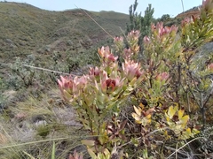 Leucadendron daphnoides