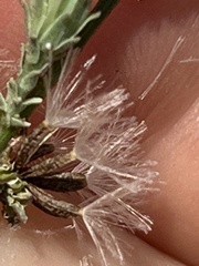 Stephanomeria diegensis