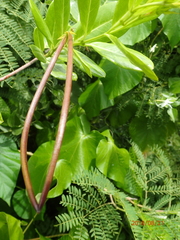 Pentalinon luteum