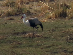 Bugeranus carunculatus