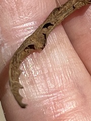 Stephanomeria diegensis