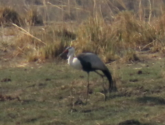 Bugeranus carunculatus