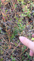 Vaccinium myrsinites