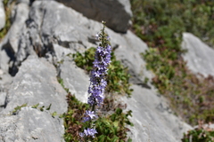 Campanula pyramidalis