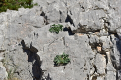 Campanula pyramidalis
