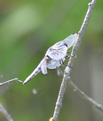 Libellula fulva