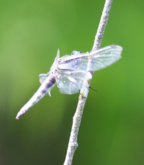 Libellula fulva
