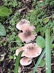 Lentinus