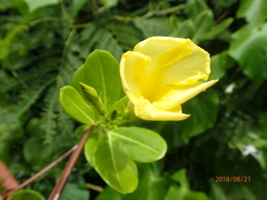 Pentalinon luteum