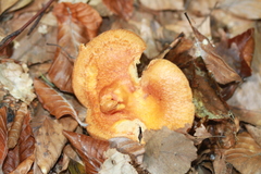 Lactarius porniniae