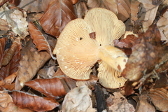 Lactarius porniniae