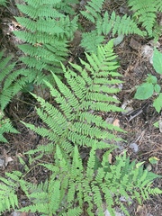 Athyrium angustum