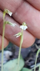 Hapalorchis lineata