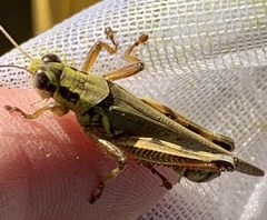 Melanoplus sanguinipes