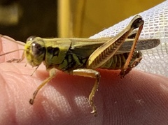Melanoplus sanguinipes