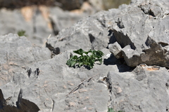 Campanula pyramidalis