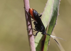 Protichneumon grandis