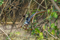Accipiter minullus