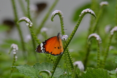 Danaus chrysippus
