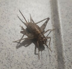 Gryllomorpha dalmatina