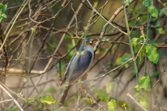 Accipiter minullus