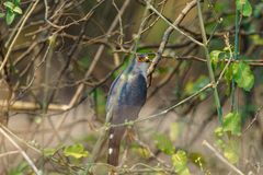 Accipiter minullus