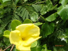Pentalinon luteum