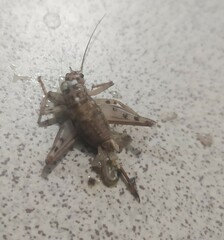 Gryllomorpha dalmatina