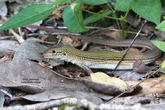 Aspidoscelis cozumela