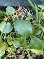 Hydrocotyle bonariensis