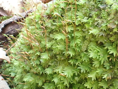 Fissidens bryoides