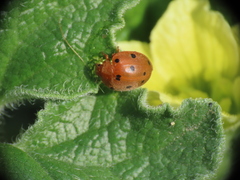 Henosepilachna argus